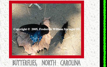 Butterflies, North Carolina