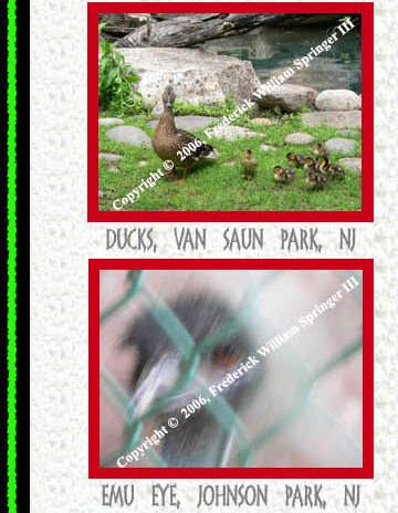 Ducks, Van Saun Park, NJ, Emu Eye, Johnson Park, NJ