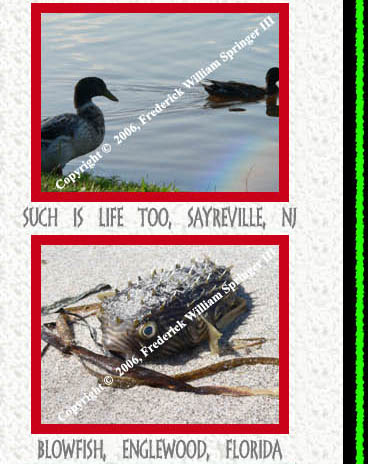 Such Is Life Too, Sayreville, NJ, Blowfish, Englewood, Florida