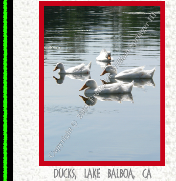 Ducks, Lake Balboa, California