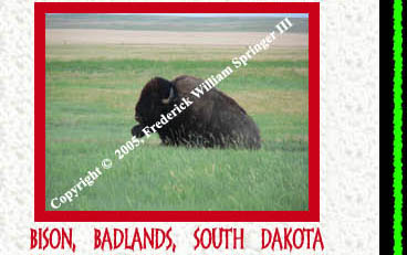 Bison, Badlands, SD