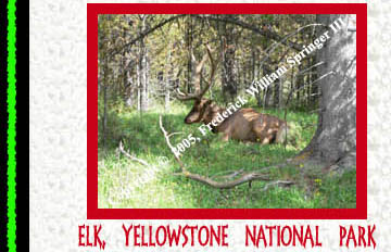 Elk, Yellowstone National Park