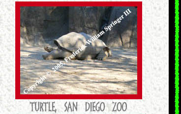 Turtle, San Diego Zoo