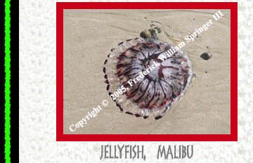 Jellyfish, Malibu