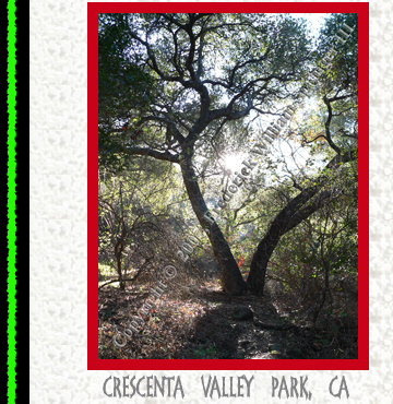 ”Crescenta